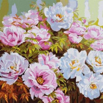 Ideyka: Festés számok szerint, Pünkösdi rózsák - 50 x 50 cm kép