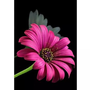 Gyémántszemes kirakó: Gerbera gyémántfestő szett 10x15cm kép